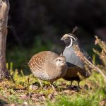 Photo Gambels quail, nest