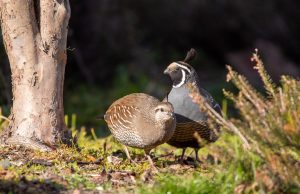 Photo Gambels quail, nest