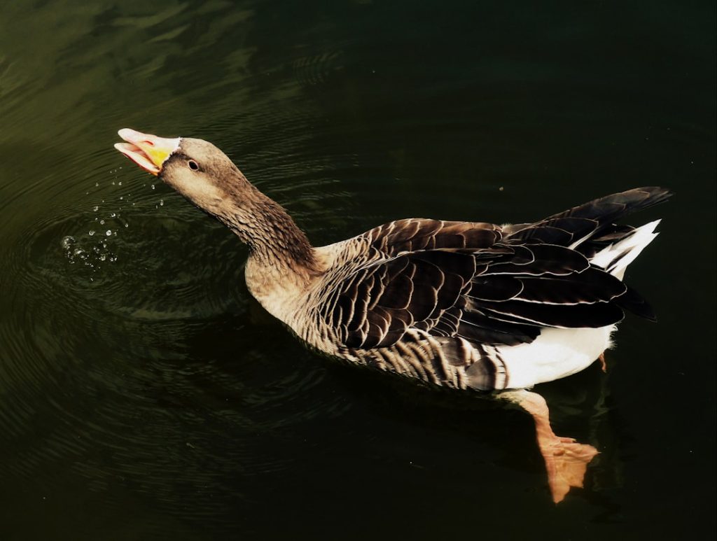 Photo Swedish duck breeds: Mallard, Pekin