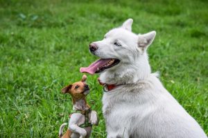 Photo Puppies, Kennel