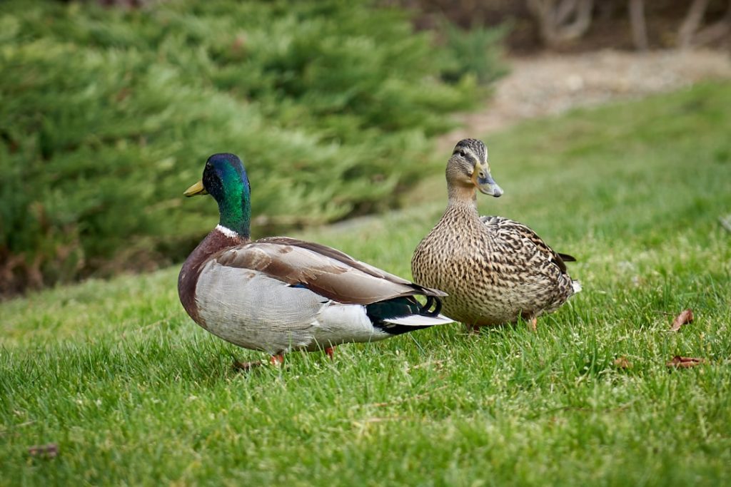 Photo Duck breeds