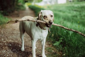 Photo Labrador Retriever