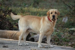 Photo Labrador Retriever