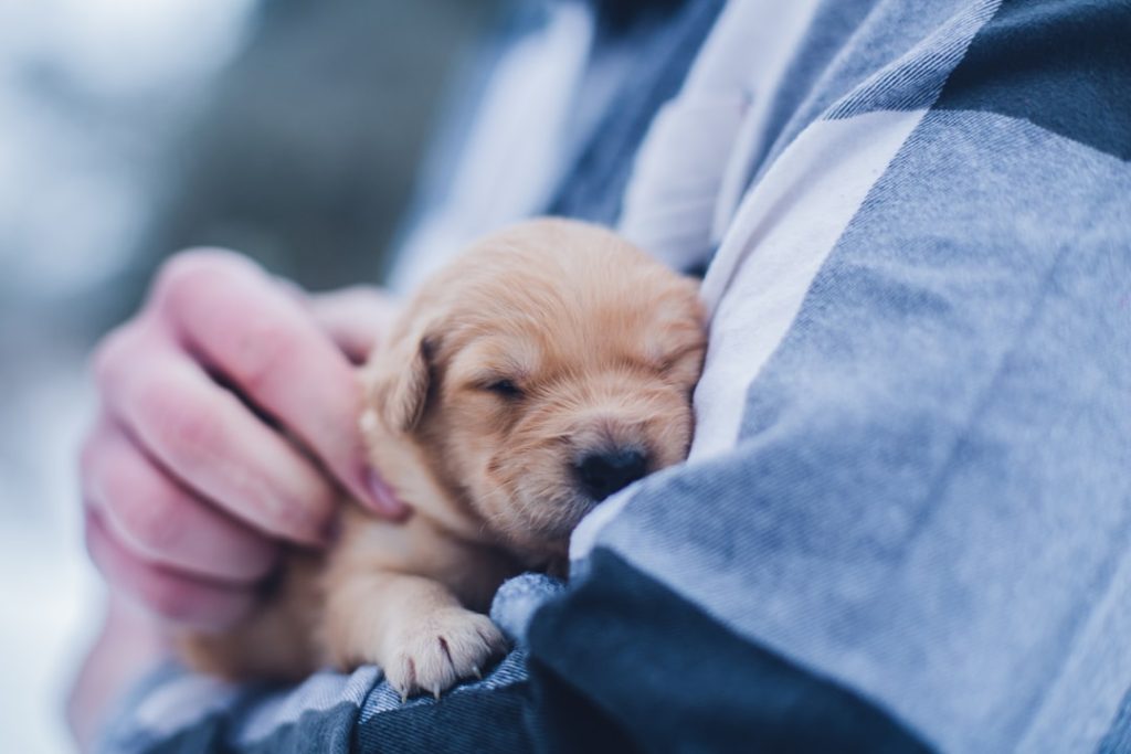 Photo Puppies, Breeder