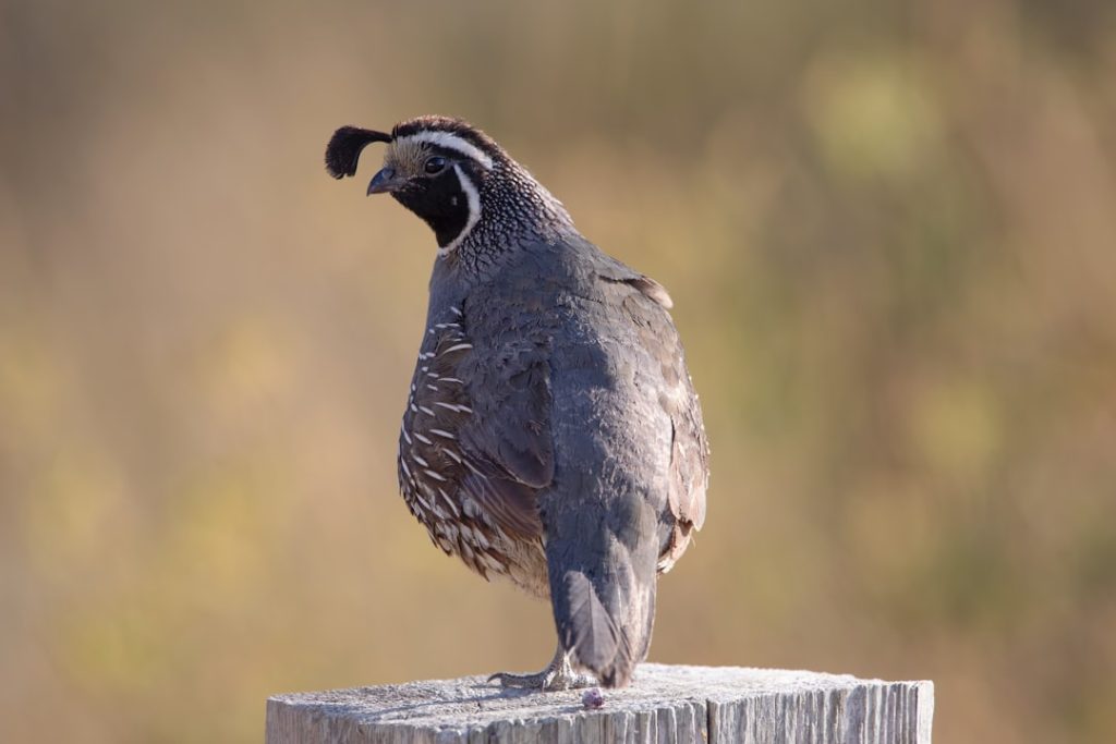 Photo Giant quail