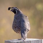 Photo Giant quail