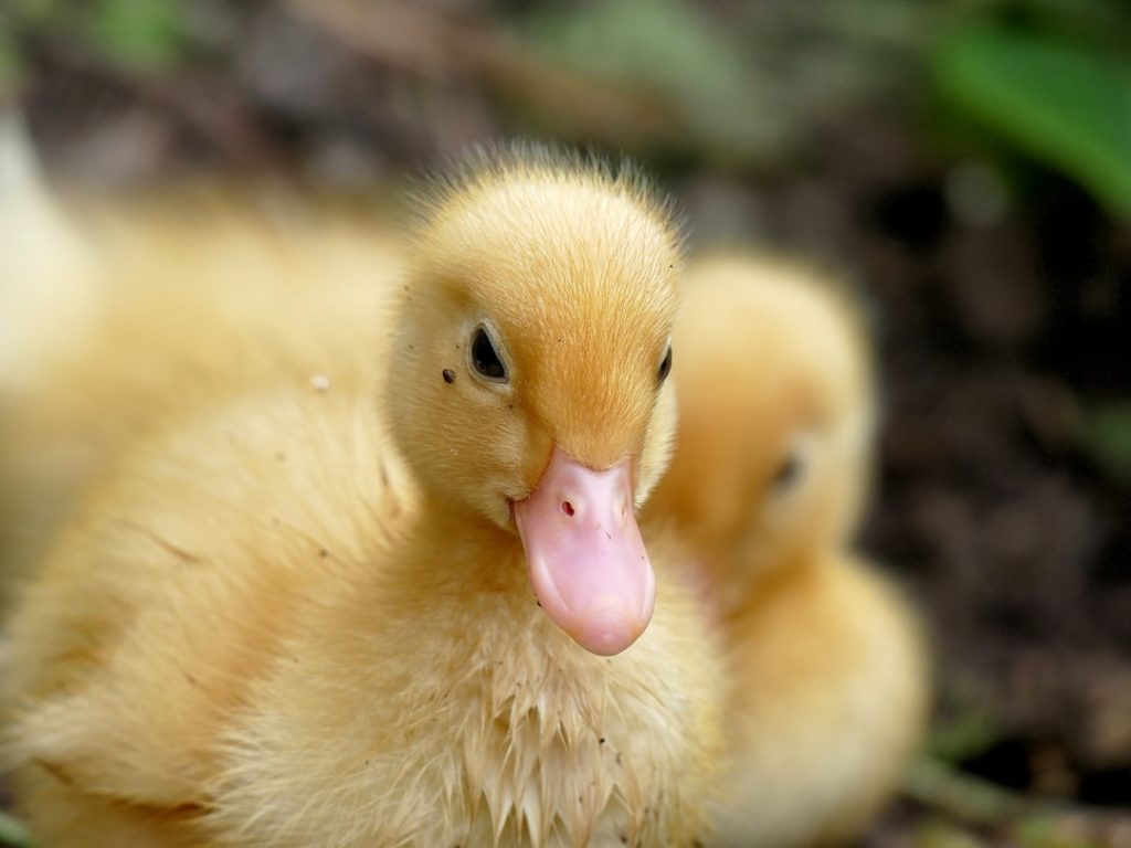 Photo Baby ducks