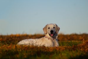 Photo Labrador Retriever