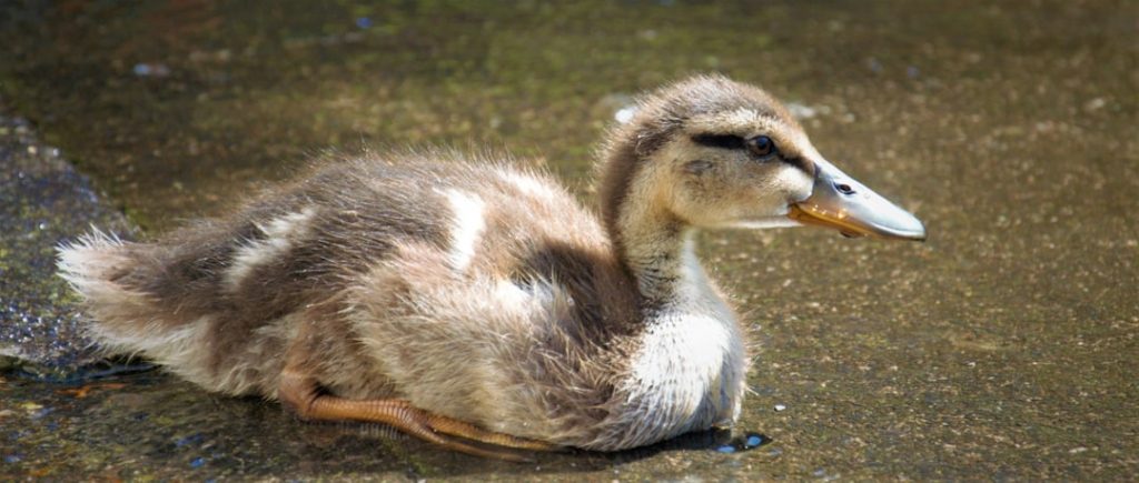 Photo Ducklings, feathers