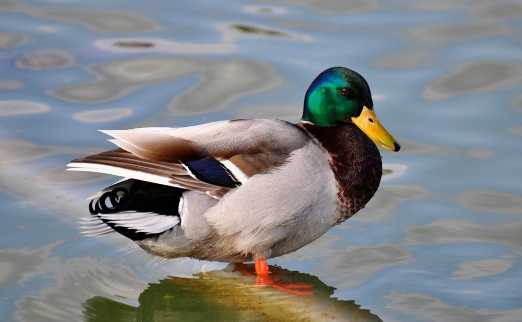 Photo Mallard duck