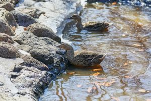 Photo Wild ducks