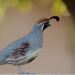 Photo Quail pens