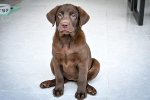 Photo Labrador Retriever