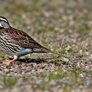 keeping quail in texas