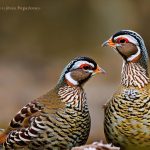 how to keep quails out of garden