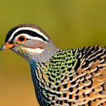 how to keep quails at home
