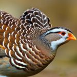 how to keep quails in winter