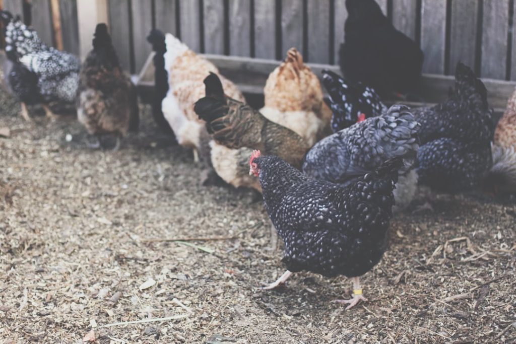 Photo Chickens mating