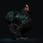 Photo Chicken breeds