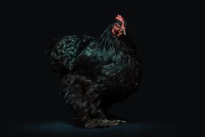 Photo Chicken breeds