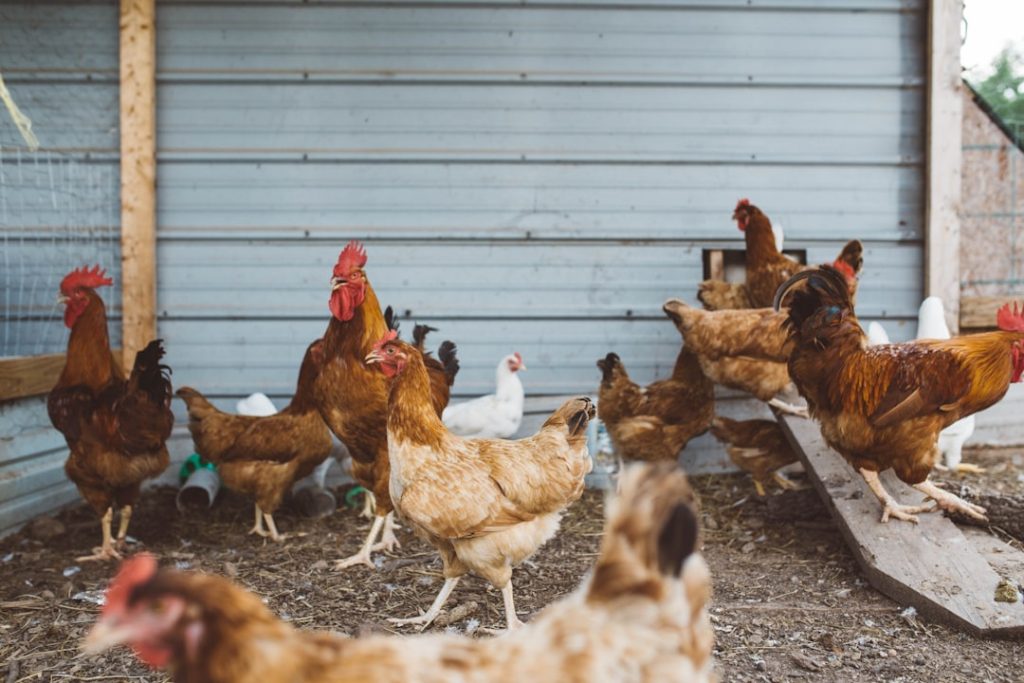 Photo Chickens in barn