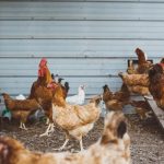 Photo Chickens in barn