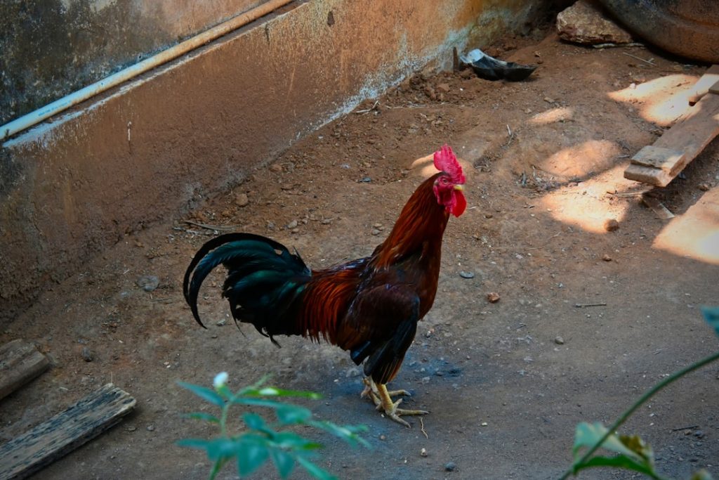 Photo Rooster breeding