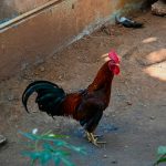 Photo Rooster breeding