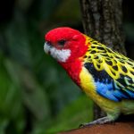 Photo Colorful feathers