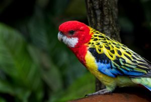 Photo Colorful feathers