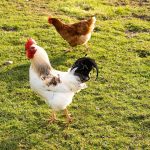 Photo Chicken breeds chart