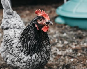 Photo Chicken coop