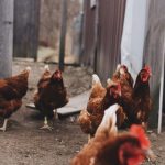 Photo Chickens mating