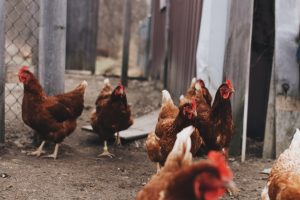 Photo Chickens mating