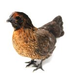 Photo Silkie hen