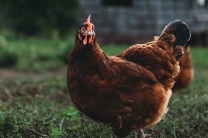 Photo Broiler chickens