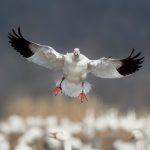 Photo Feathered feet