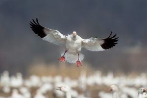 Photo Feathered feet