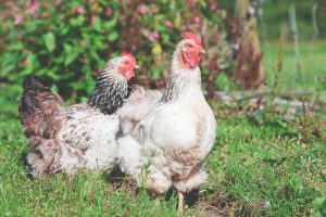 Photo Araucana chicken