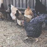 Photo Ameraucana chickens