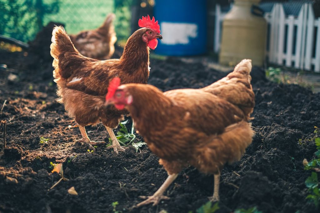 Photo Chickens in field