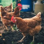 Photo Chickens in field