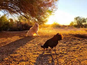 Photo Guard dog