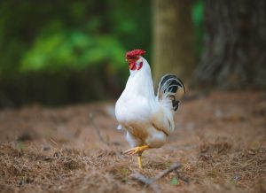 Photo Crossbred chickens