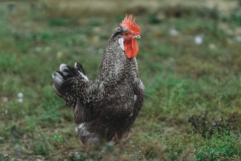 hybrid breeds of chickens