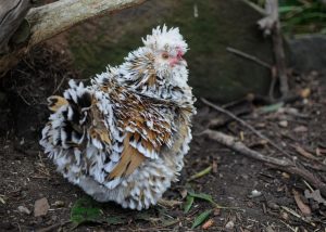 Photo Silkie chicken