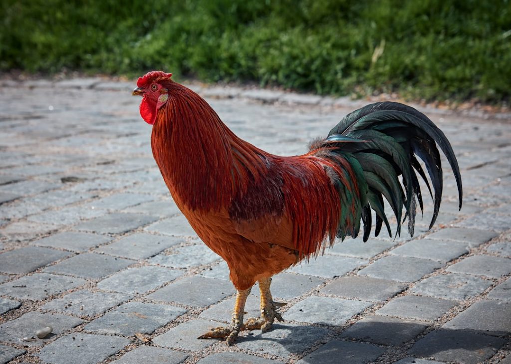 Photo Colorful chickens