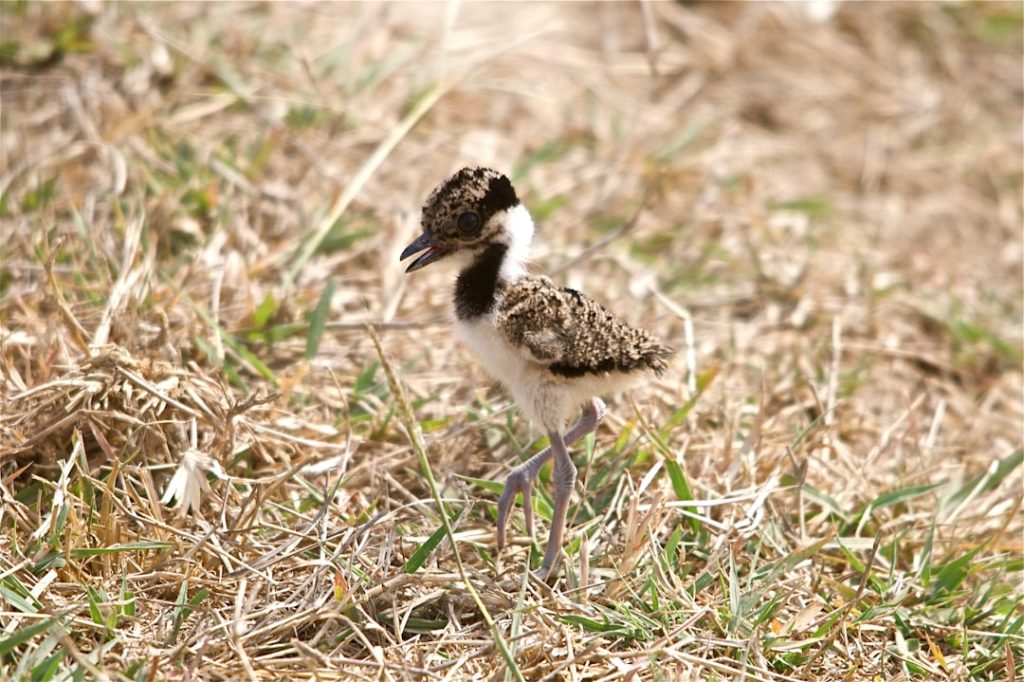 Photo Chick breeds