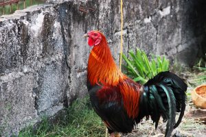 Photo Colorful chickens