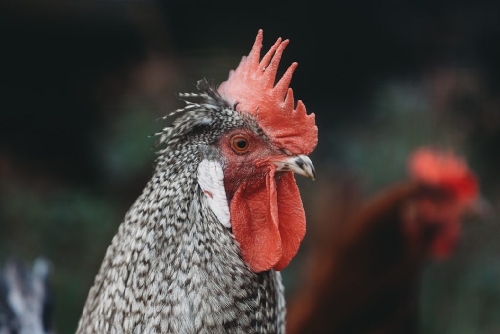 Photo Broiler chickens